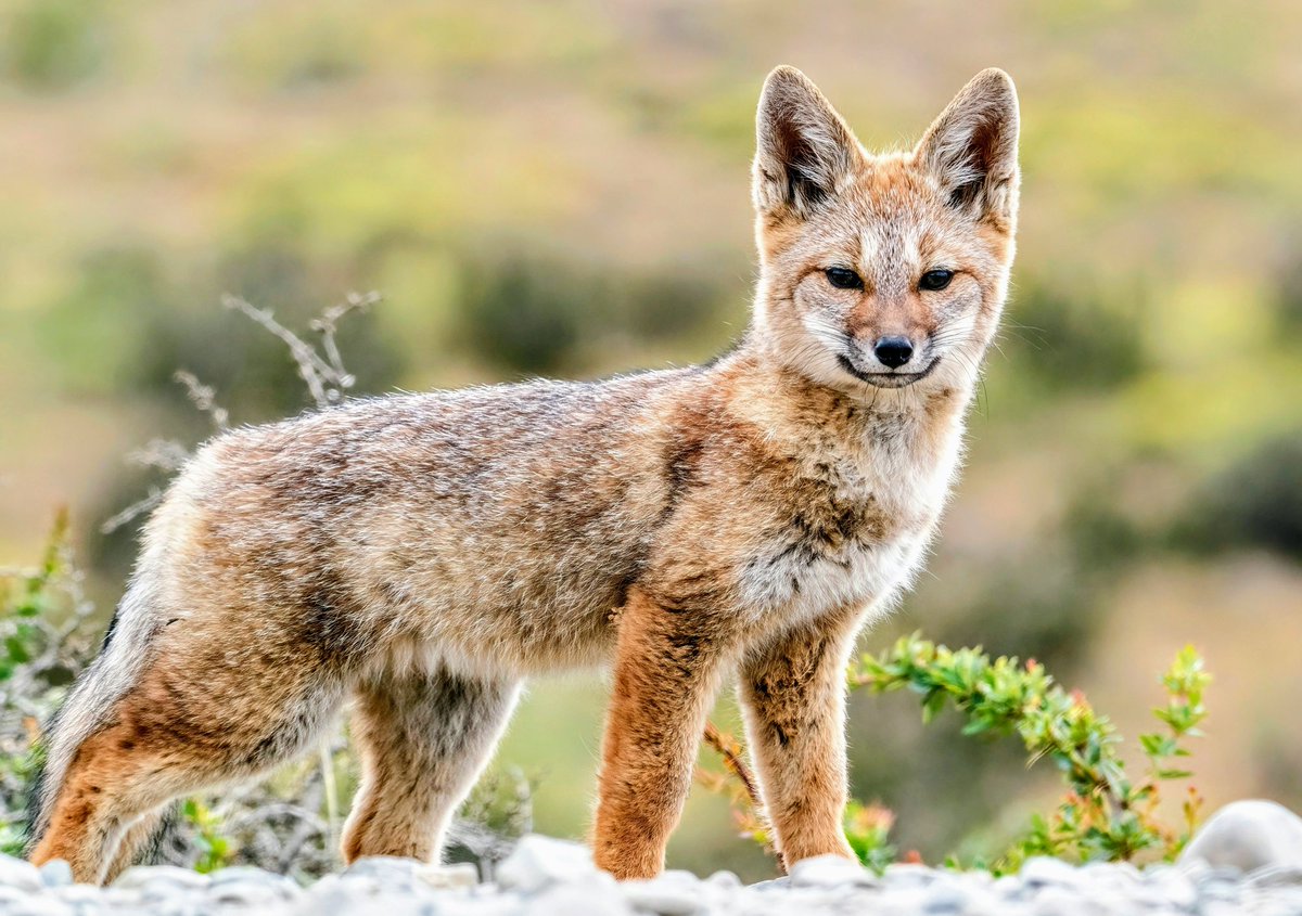 Extinct fox may have once been man’s best friend: An extinct fox in Argentina - known as Dusicyon avus - may have once been man's best friend, sharing a powerful bond with early humans.  earth.com/news/extinct-f… #EarthDotCom #EarthSnap #Earth