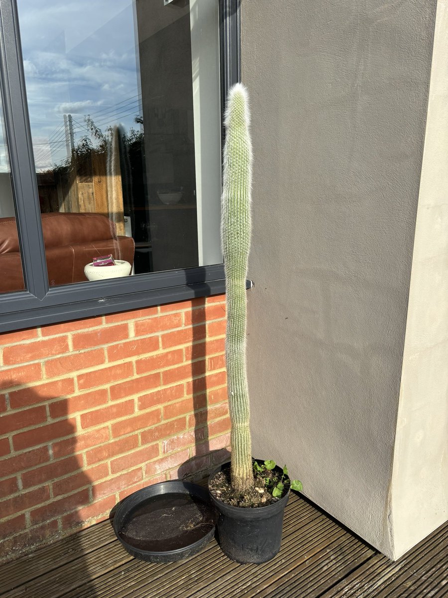 Willy is doing well since we moved him from our previous house and we have placed him back outside after the wet Winter. He’s as tall as me now and a new pot awaits. The beautiful warm sunny today was right up his street. Don’t laugh - he’s part of the family!