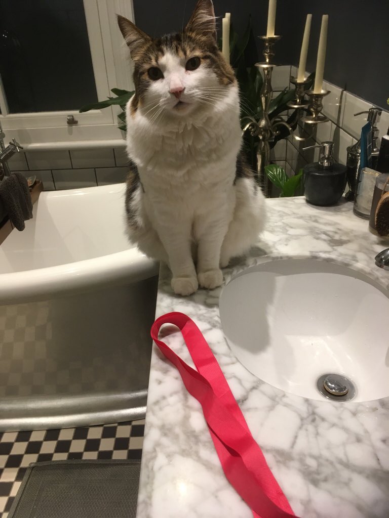 FINALLY Cookie has found something pink to wear for the launch of @elliekeel’s #TheFour <a href="/HQstories/">HQ Stories</a>. (He’s going to be gutted when I tell him kittens are not invited.)