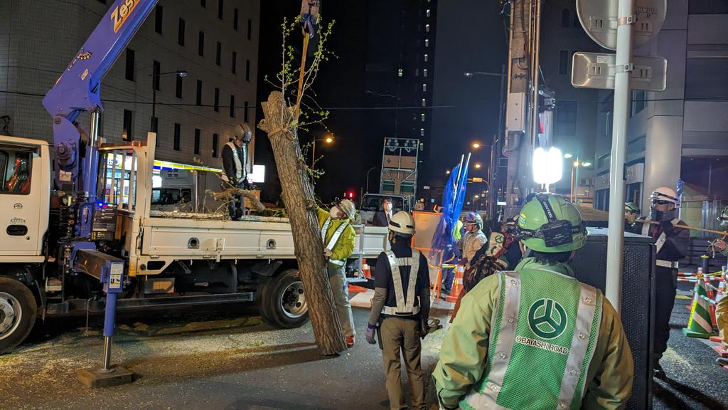 神田警察通りにおそらく70年位は立っていたのだろうイチョウの大木 伐られてしまった 材が固く中々切れなかった 可哀想に。ごめんね！ #神田警察通り街路樹伐採に反対 #樋口高顕千代田区長 #木を切らないで