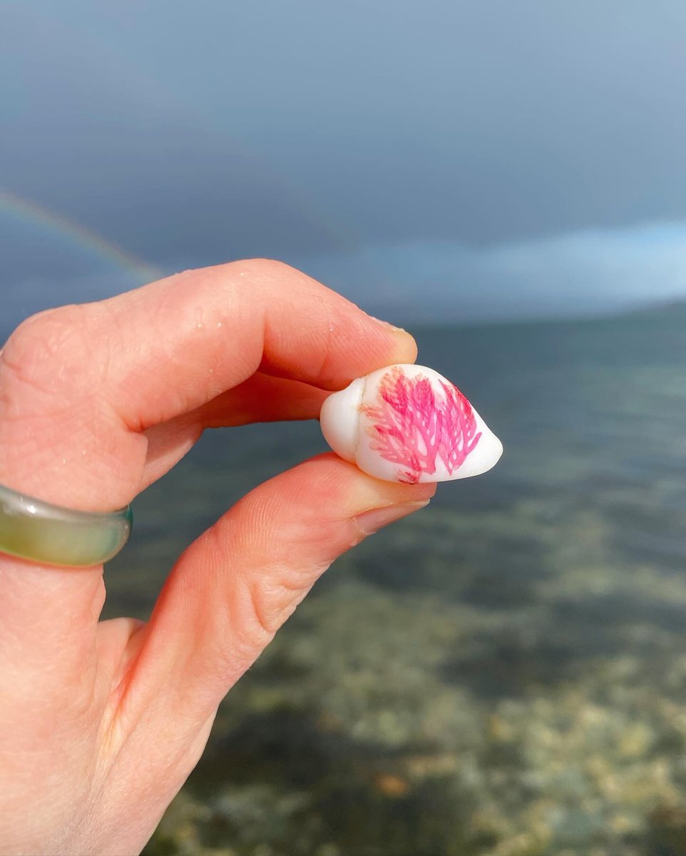 Thanks for all the lovely birthday messages everyone 🥰 have been having some peace and time off socials, finding treasures like these on the beach and feeling the awe of it all. Much love! 💚 xx