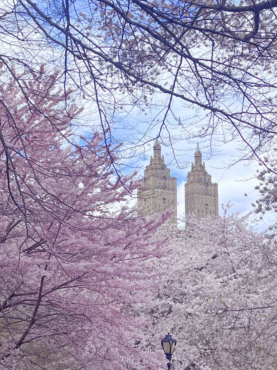 ezirazy's tweet photo. The cherry blossoms are blooming in New York’s Central Park~
Cherry Hill https://t.co/CuekcvC2Bp