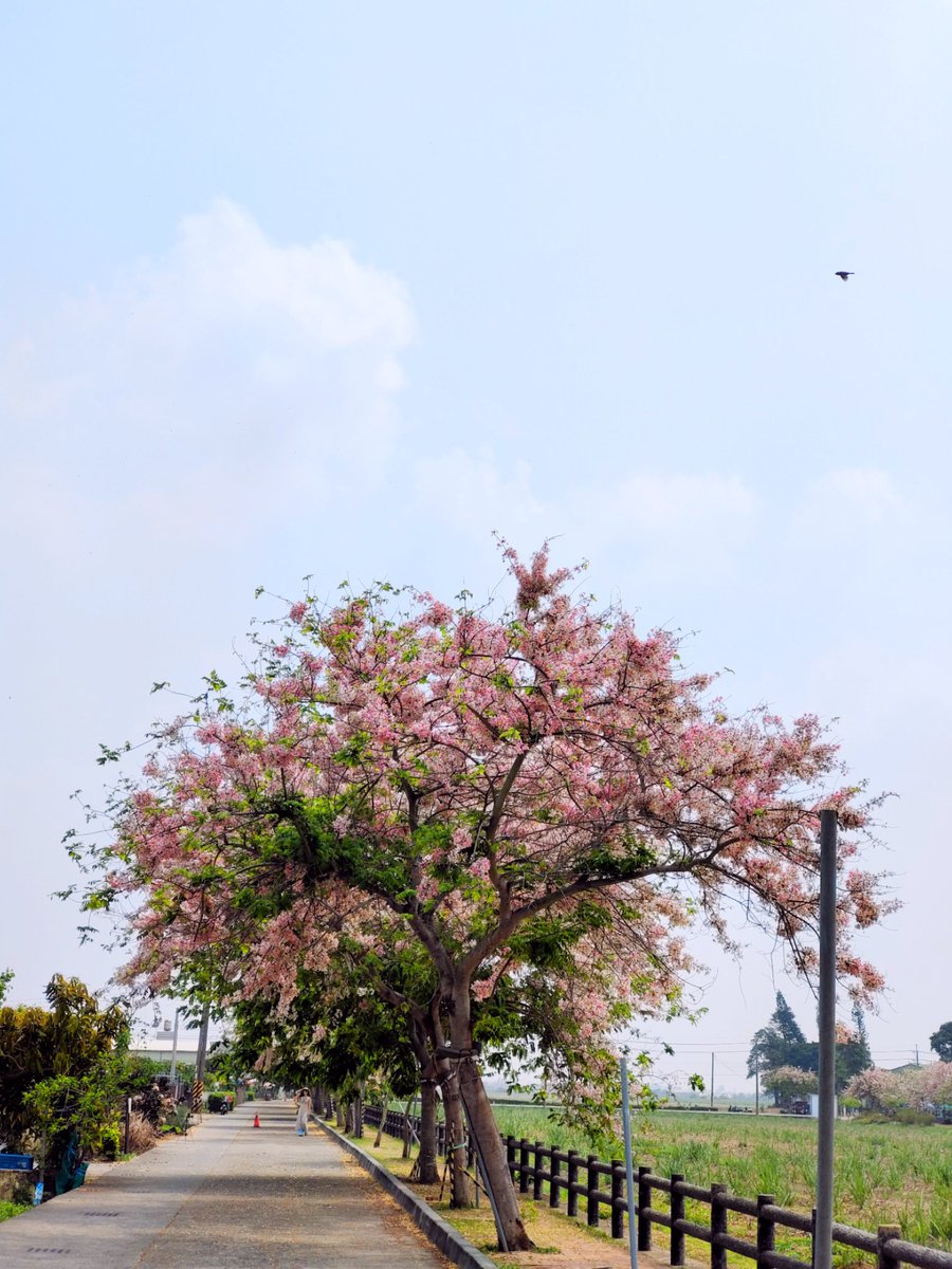 AH☀️ tweet media