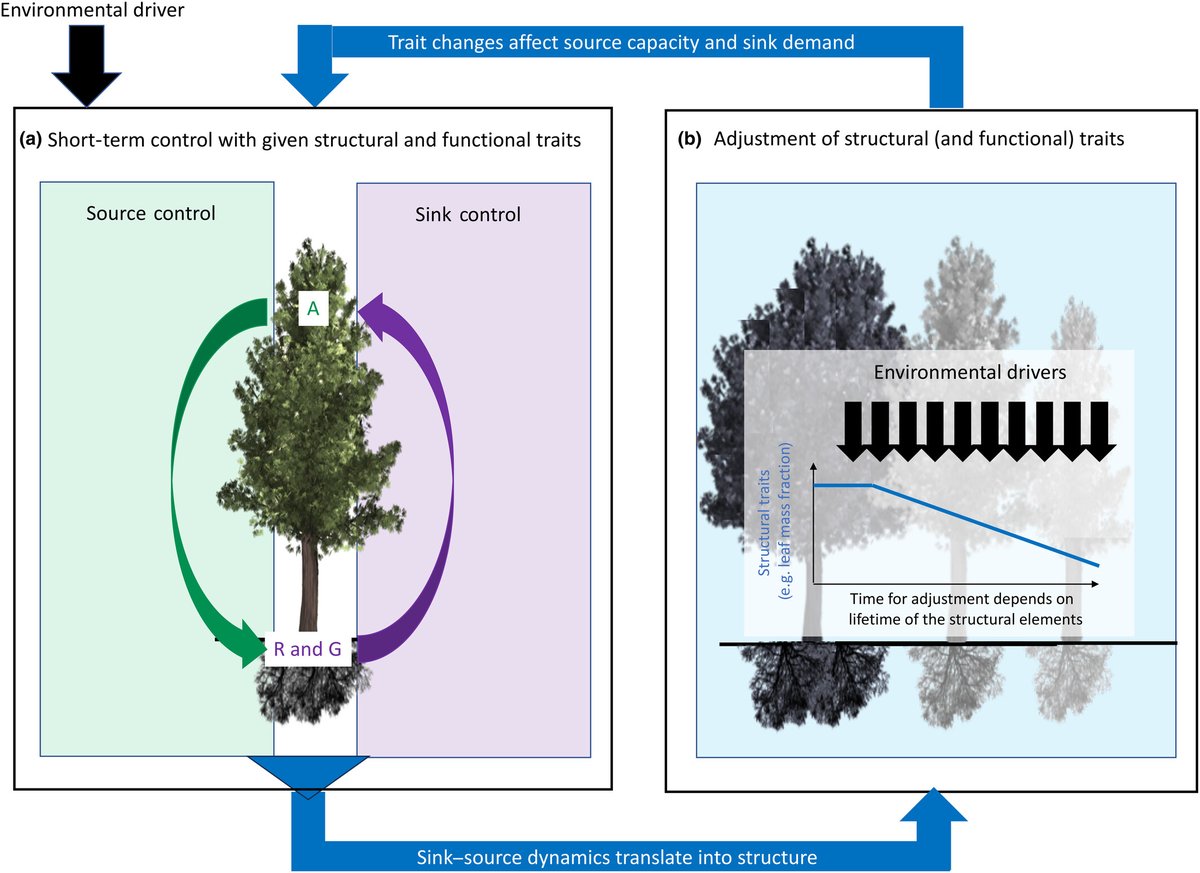 Beyond source and sink control – toward an integrated approach to understand the carbon balance in plants Read the #Viewpoint by Arthur Gessler and @roman_zweifel 📖 ow.ly/uKYN50Re2UM