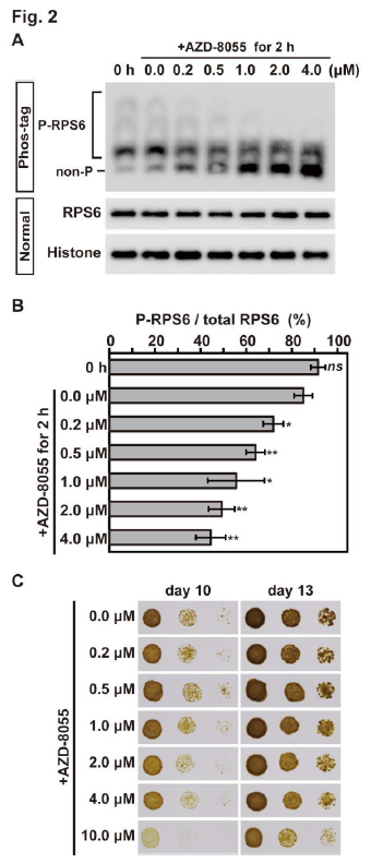 tk_ozawa's tweet photo. Interesting Phos-tag-based method by Tsuji and Ishikawa (2024) that uses commercially available materials to assess #PlantTOR activity in the diatom #Phaeodactylum and other #algae besides #Chlamydomonas, by monitoring the #phosphorylation status of RPS6.
https://t.co/h3gRBD5CCw https://t.co/XXgj3hQdPz