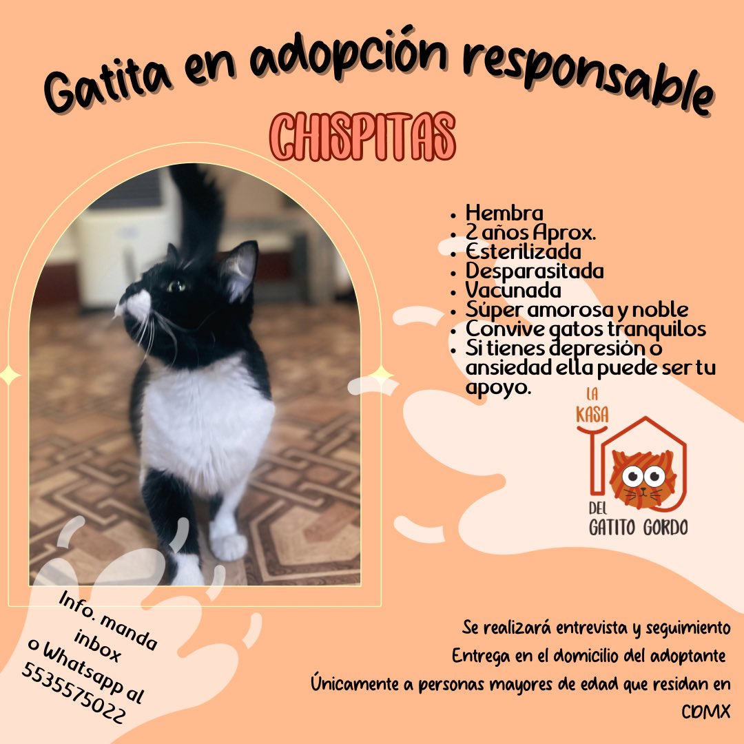 LA KASA DEL GATITO GORDO (@el_gatitogordo) on Twitter photo La pequeña Chispitas ya está en adopción 🙀
Es lo más amorosa y dulce que existe, además se quedó pequeña. No puedes decirle que no a nada 🙈
Nos ayudan con Rt para que llegue con su Karen definitiva? <a href="/yelitzarg/">La loca de los gatos 🐾</a> <a href="/Sharon_Cats/">Sharon Cats</a> <a href="/tzunnammi/">✨Tzu ✨츄</a> @ikigatproyecto <a href="/ThalizTH/">Thaliz</a> <a href="/deco_df/">Jorge Martinez</a> La pequeña Chispitas ya está en adopción 🙀
Es lo más amorosa y dulce que existe, además se quedó pequeña. No puedes decirle que no a nada 🙈
Nos ayudan con Rt para que llegue con su Karen definitiva? <a href="/yelitzarg/">La loca de los gatos 🐾</a> <a href="/Sharon_Cats/">Sharon Cats</a> <a href="/tzunnammi/">✨Tzu ✨츄</a> @ikigatproyecto <a href="/ThalizTH/">Thaliz</a> <a href="/deco_df/">Jorge Martinez</a>
