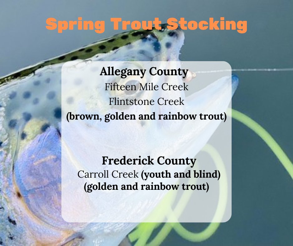 Spring Trout Stocking April 11, 2024 Find the trout stocking map and more at: dnr.maryland.gov/fisheries/Page…