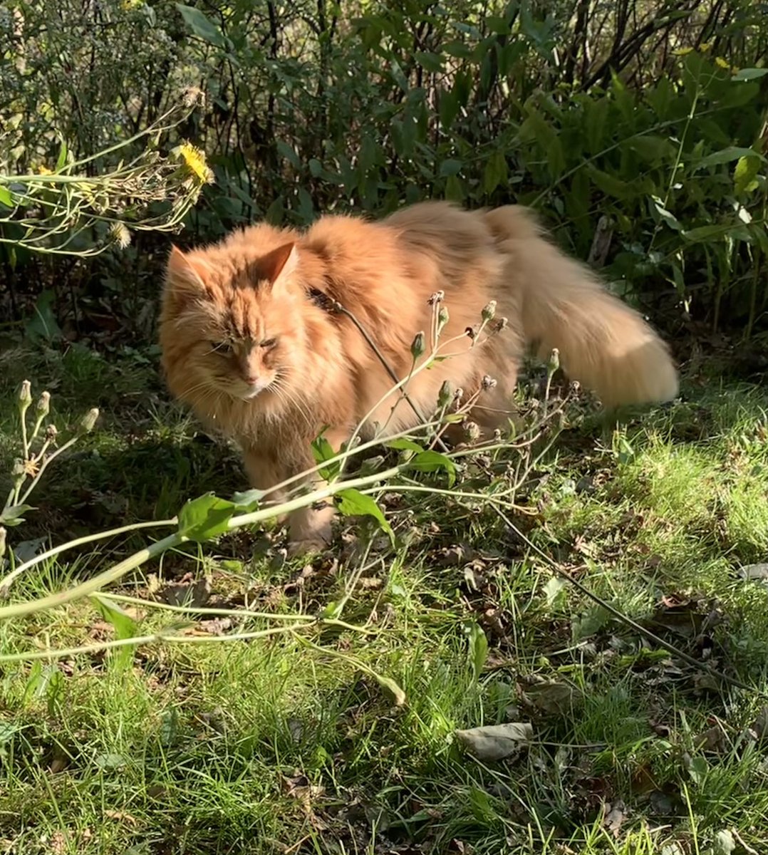 Throwback Thursday #TBT as Orion patrols the shrubbery. Ni! 😹🦁
#teamfloof #CatsOfTwitter #NationalPetDay