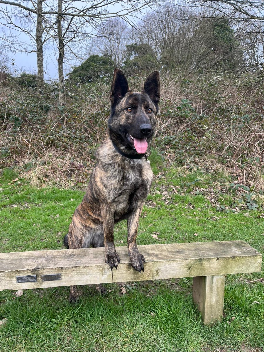 Burglars in Ilkeston! Disturbed by @DerbyshireARU, start to give it legs over fences and run out of luck and into PD Stark and local officers. The #FurMissile convinces them the game is up, 3 in the cells and a bag of burgling tackle found in nearby gardens #GoodGirl