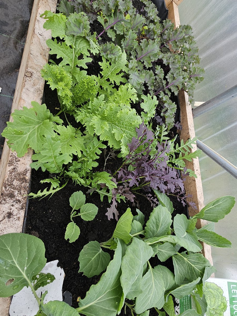 Another super busy week at @FARE_Scotland C ALLOTMENT. Created a dandelion bed(watchthisspace) polytunnel seeds a bursting . Lots of sowing , lifting & laying, digging, transplanting. Schools back on Monday @RHSSchools @RHSBloom @