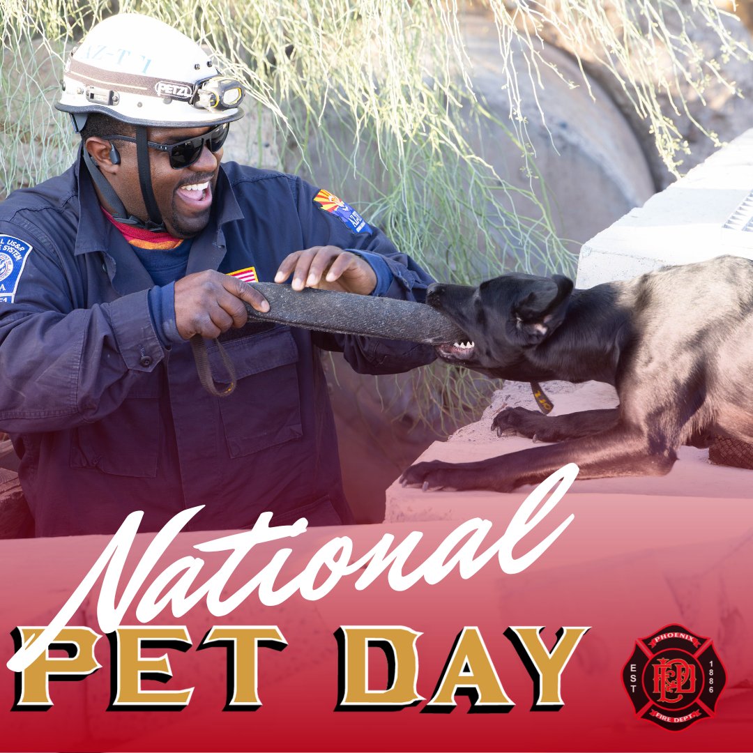 🐾 Celebrating #NationalPetDay with #PHXFire and the @AzSearchDogs! 🚒🐶 These specially trained pups are vital members of Arizona Task Force One (AZ-TF1), bringing canine search capabilities and plenty of smiles to our team every day. Here's to our furry heroes!