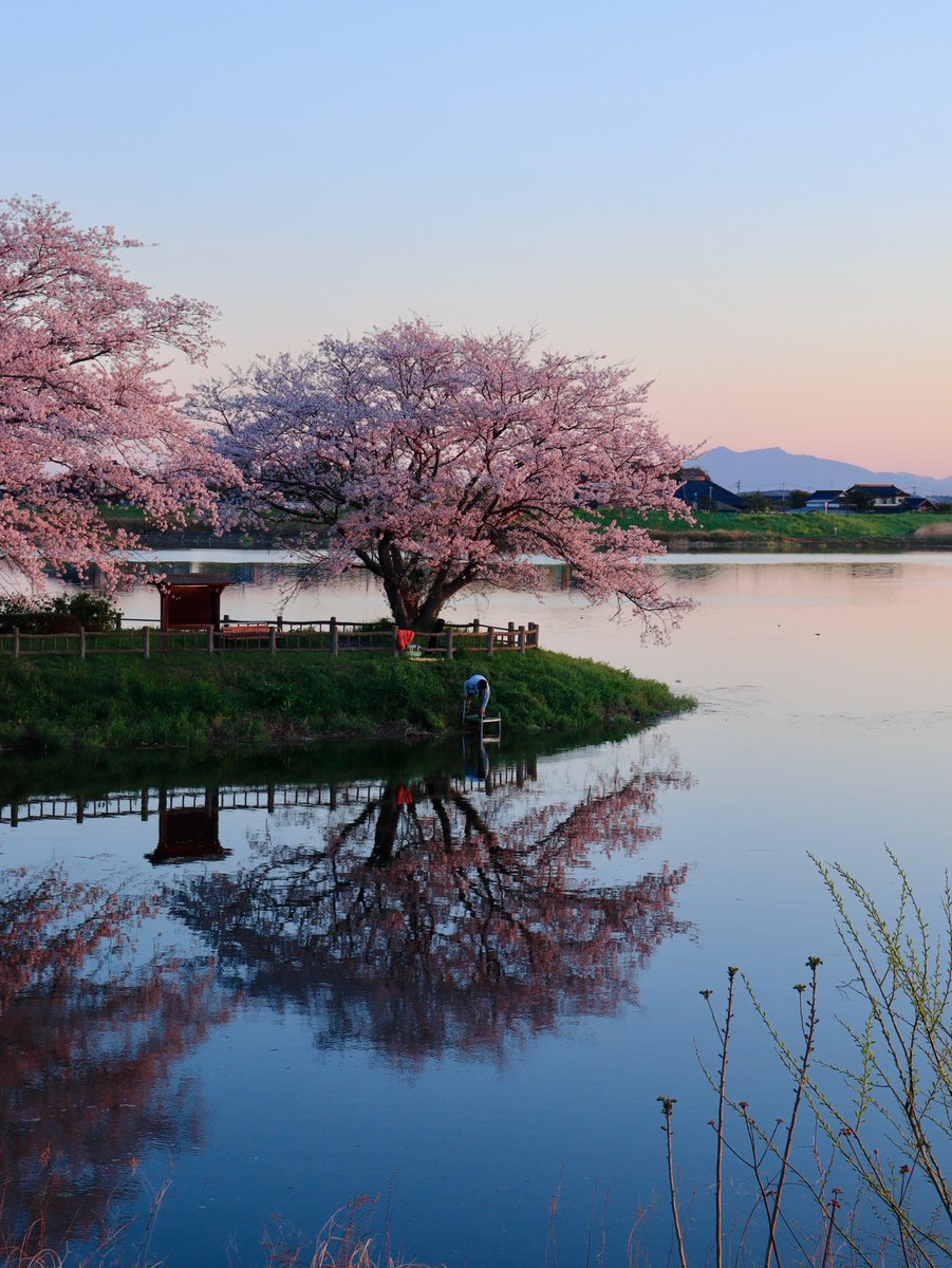484枚目　朝日に照らされる筑波山と桜のリフレクション #いばらきはいいぞ