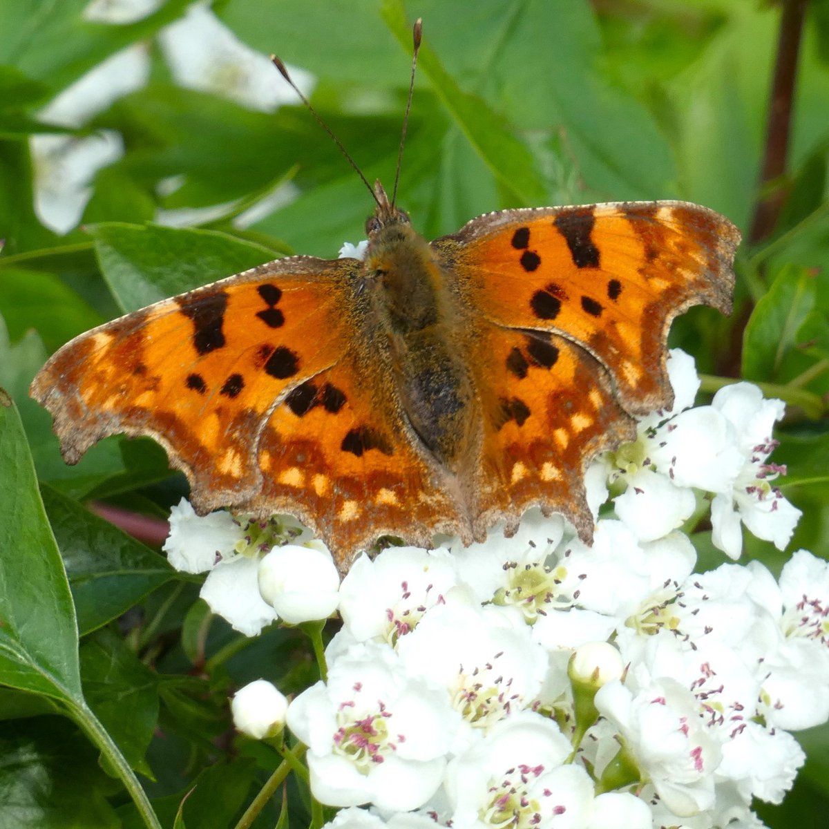 A Comma in Gillespie Park, North London late this afternoon @FinsParkFriends Colourful against spring flowers but also perfectly designed to enable safe hibernation amidst the leaves of autumn @savebutterflies @SaveLeaMarshes @KissimmeeWild @Britnatureguide