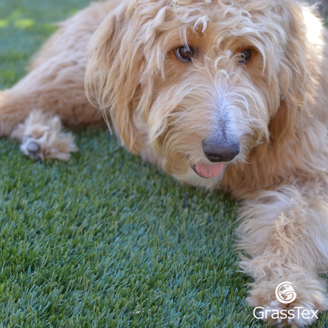Ensuring your furry friend's safety and happiness is a top priority. Create the perfect play area today in honor of #NationalPetDay 

hubs.li/Q02r5VX20  

#artificialgrass #artificialturf #syntheticgrass #syntheticturf #PetTurf