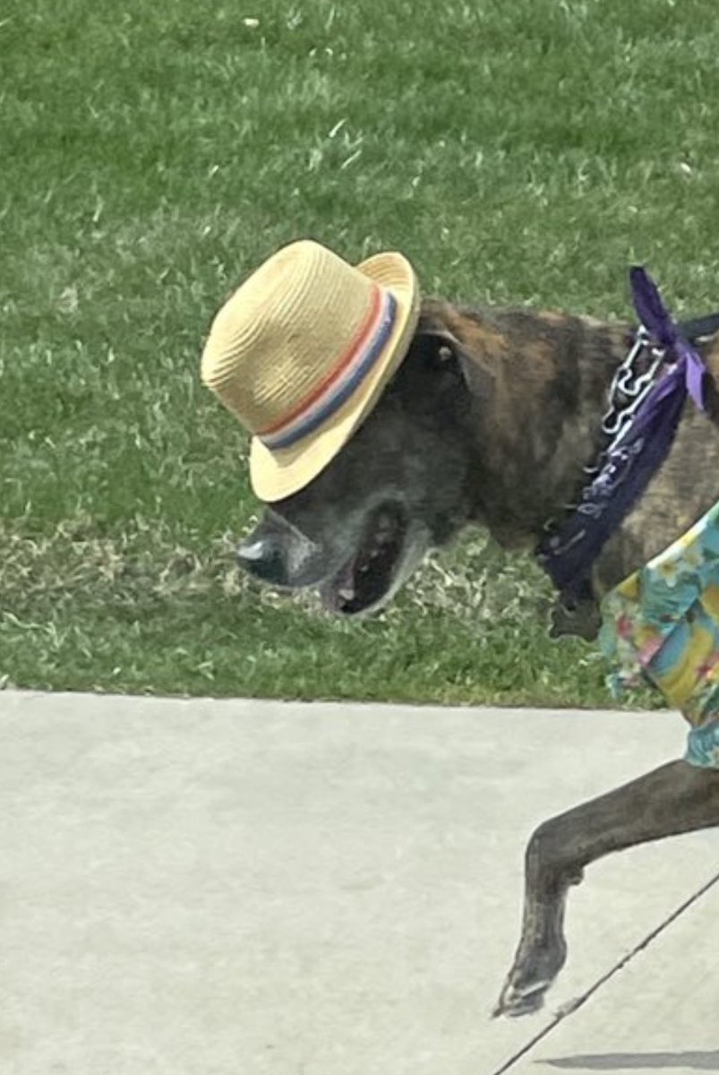 Fedora dog, you have to stop!! you smoke too tough!! your bitch too bad!! your swag too different!! they'll kill you!!