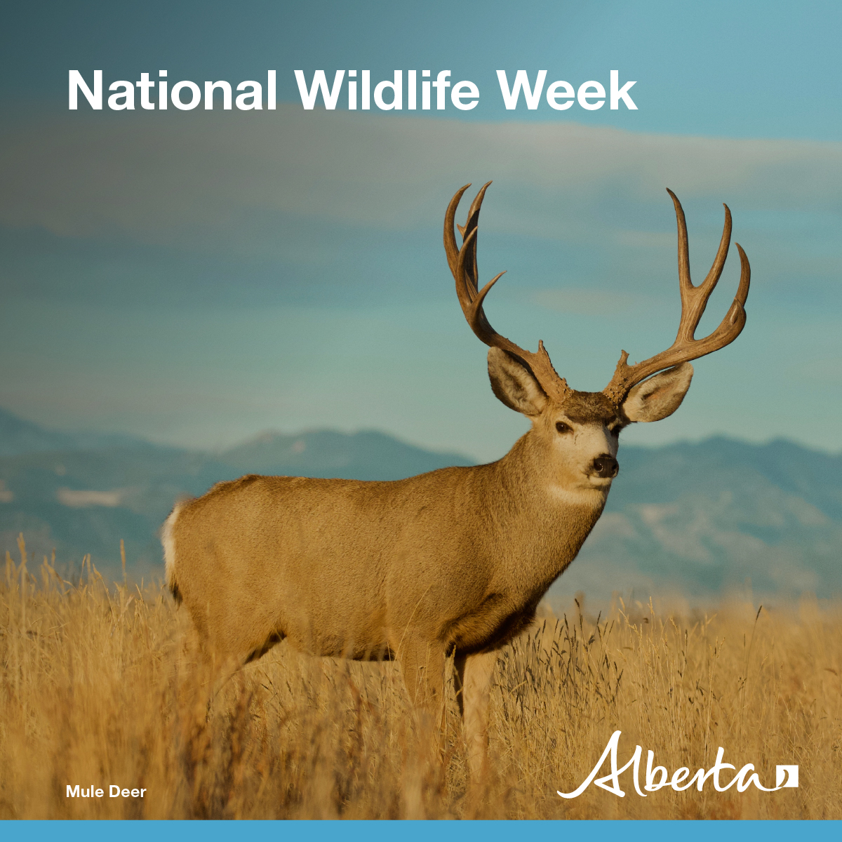 Chronic Wasting Disease is a fatal disease impacting members of the deer family. There is no cure or treatment. We are closely monitoring its occurrence and spread and working hard to protect important wild species, such as mule deer. Learn more: alberta.ca/chronic-wastin…