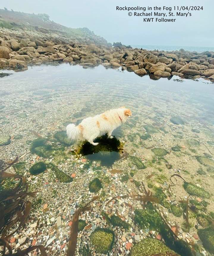 Good evening from the Isles of Scilly. Here’s the forecast for the Islands on Friday. Lighter breeze Despite the mist and fog around, Thursday wasn't a bad day. Thanks to Rachael for the lovely photo of her rockpooling dog, with a low tide and some nice calmer weather. The…