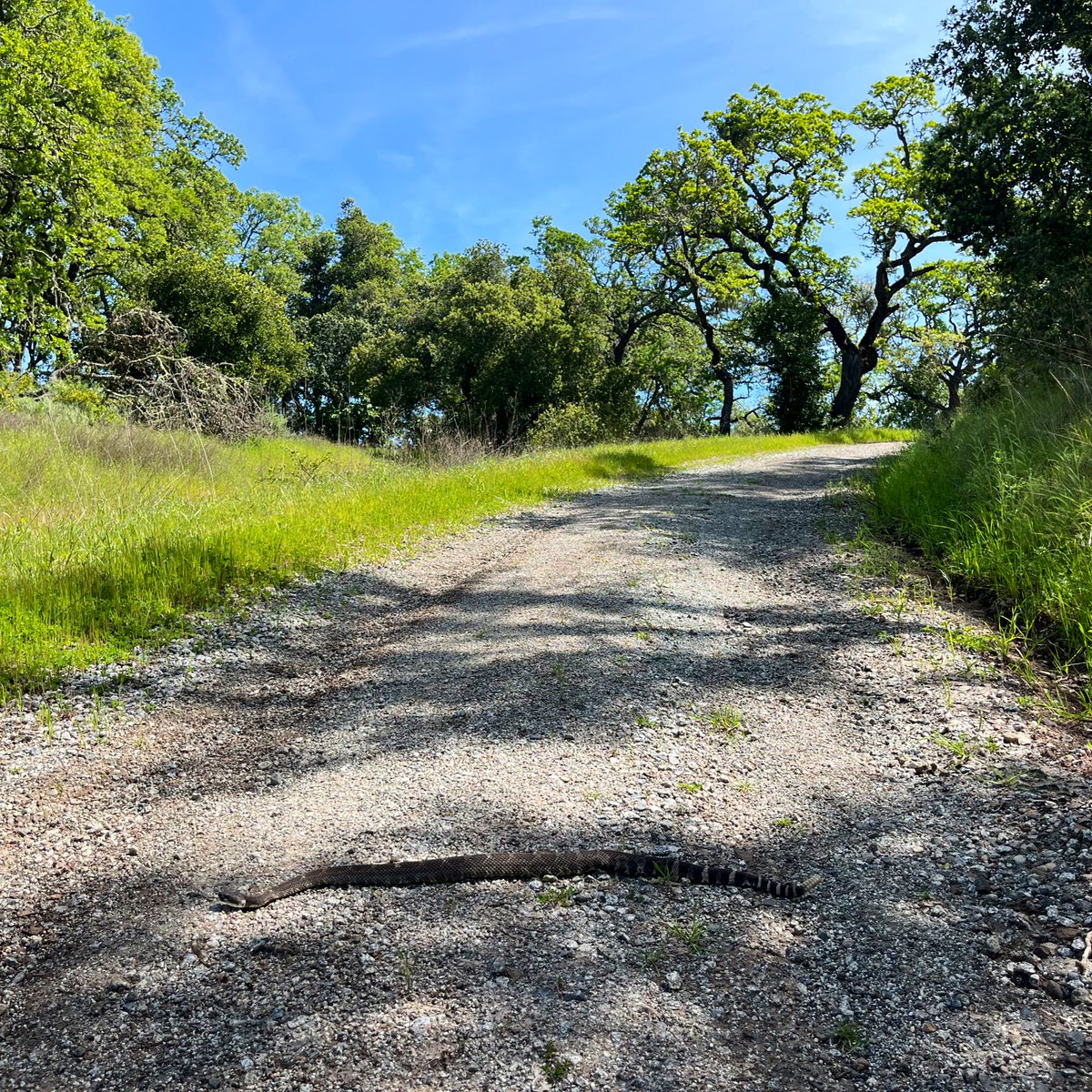 Spring flowers like lupine and tomcat clovers are blooming! The recent high temperatures have also warmed up the ectothermic rattlesnakes and are navigating the trails as well! Enjoy the flowers and be safe out there!