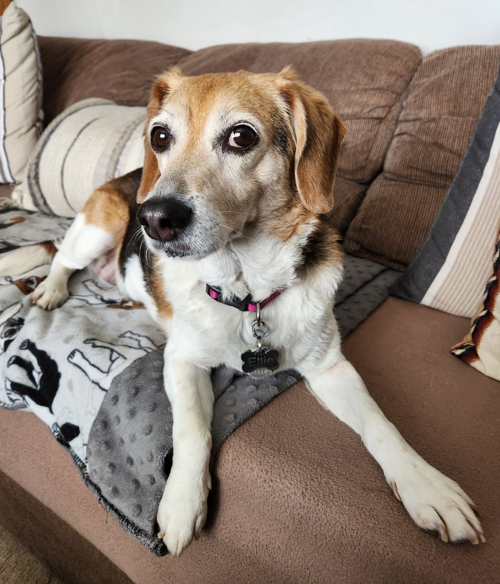 Ellie says #HappyNationalPetDay aka every day!  #beagle #beagles #beaglelove #MWBalumni