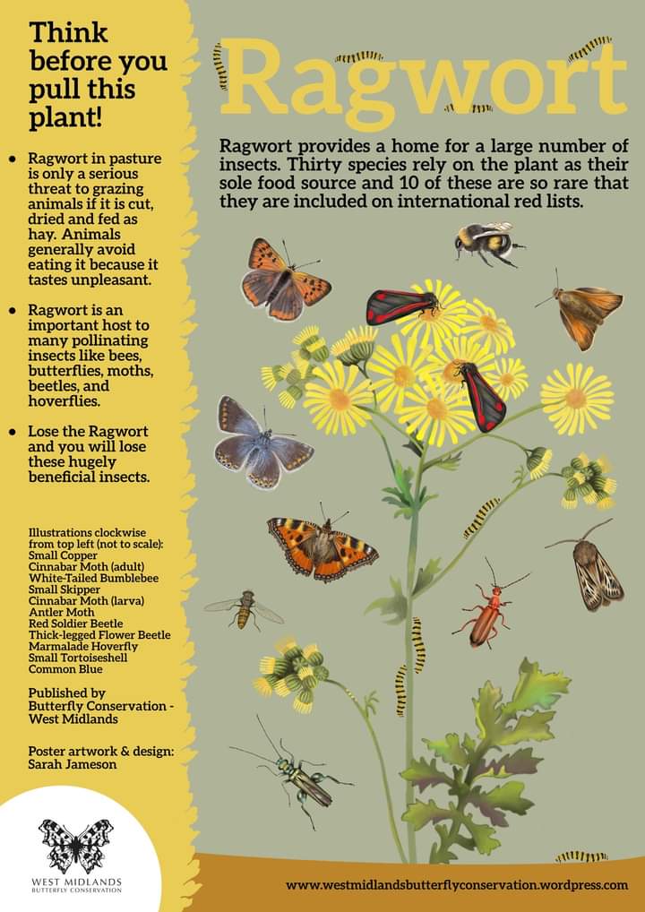 1/3 Ragwort is a much maligned plant yet it is really important to a whole range of insects who benefit from its nectar and pollen and for other insects it provides food for their early stages. @savebutterflies