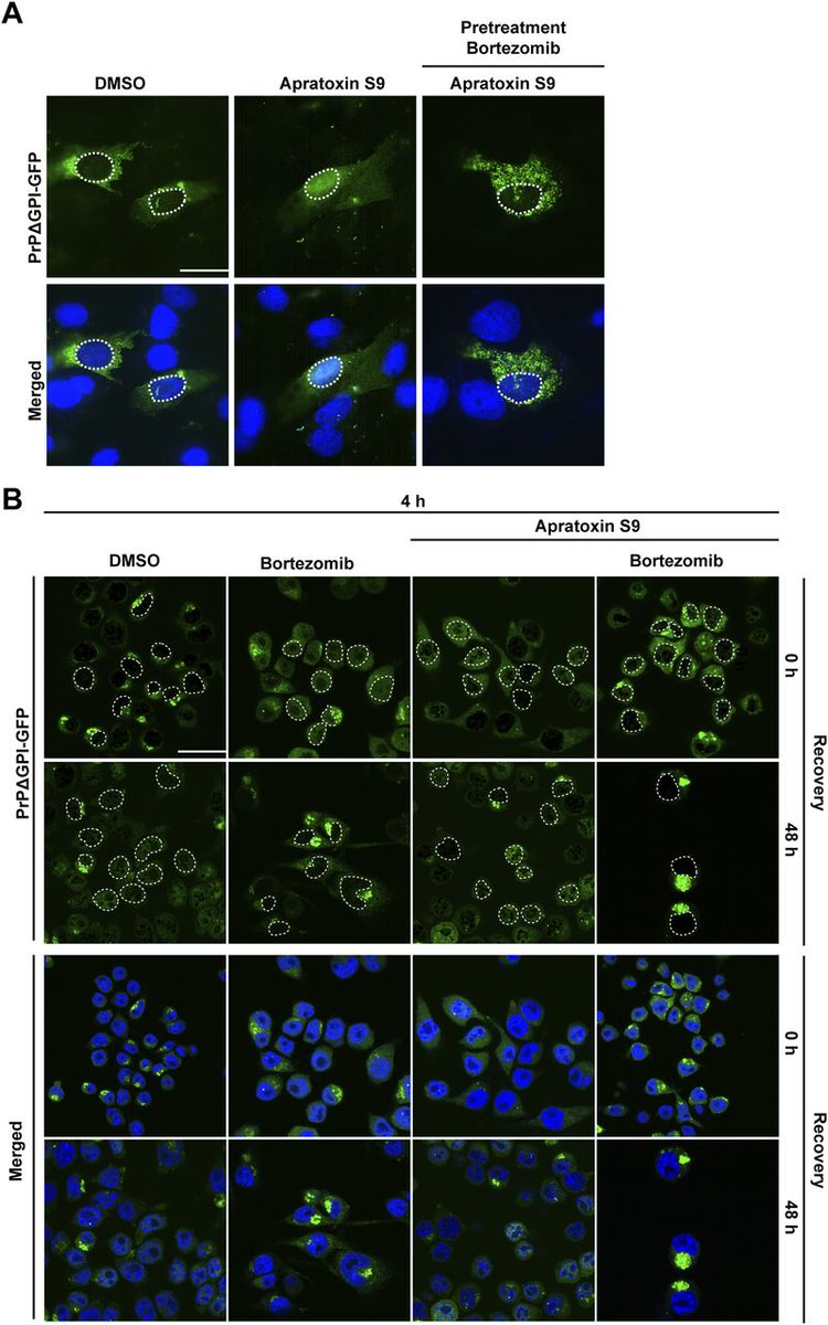 VCP/p97 mediates nuclear targeting of non-ER-imported prion protein to maintain proteostasis@winklhofer_lab @papiya38 @KoustavRay3 @SolvationSci @IMPRS_LM @RUBMedizin @researchschool hubs.la/Q02rPJcr0