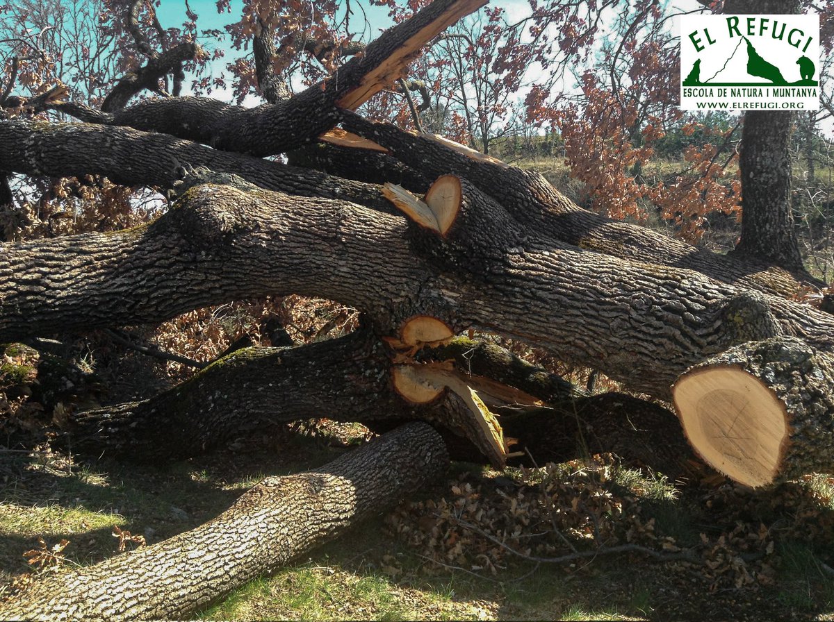 Mesurar molt bé les passes, ens poden portar a llocs especials. Una gla germinant al costat del rierol, i a la mateixa Alta #Garrotxa un gran roure caigut per l'estrès ambiental. Un roure històric. No és l'únic.

#SomNatura
#SomAventura
#SomRefugi
#SomPodcast