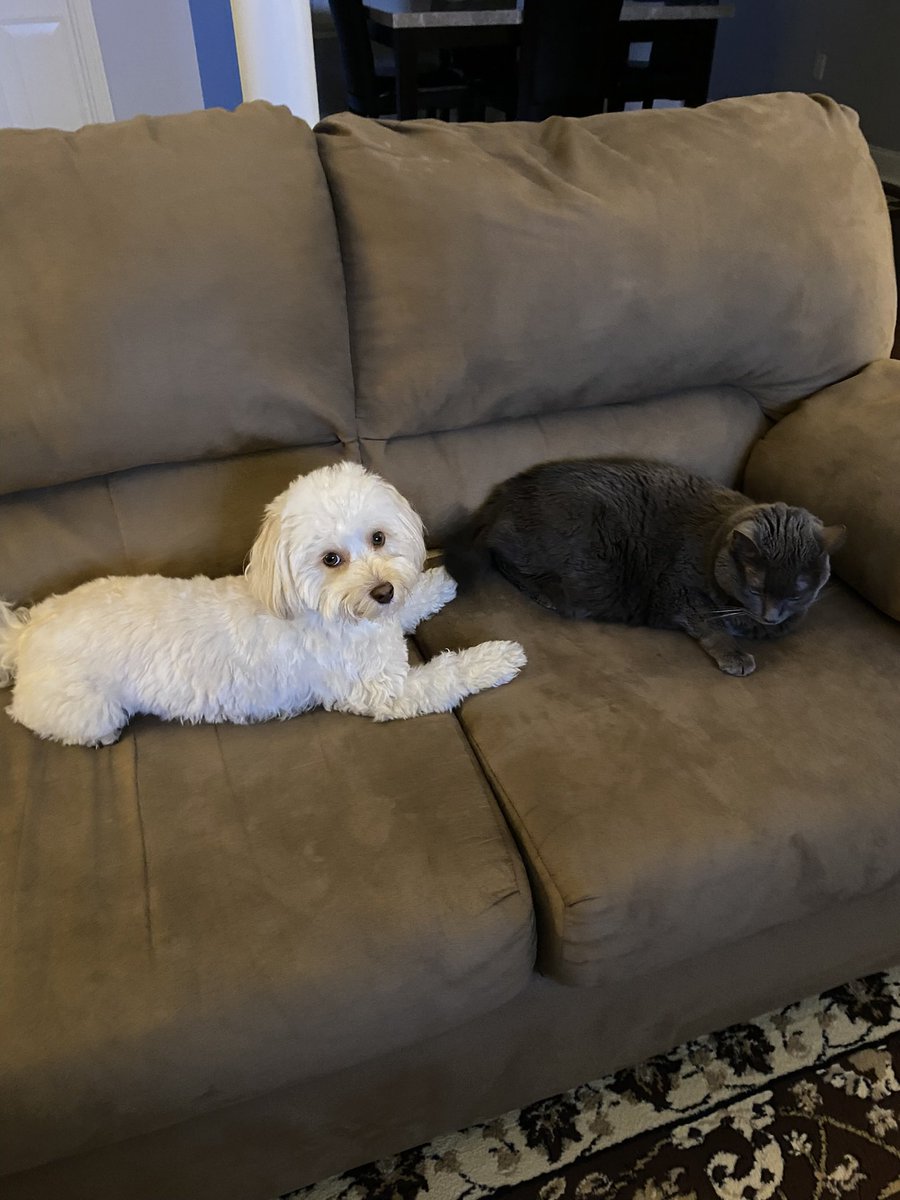 Shadow: Lexi, scoot over. Lexi: Okay 🤗 Shadow: I meant the other way. 😼 #NationalPetDay ❤️