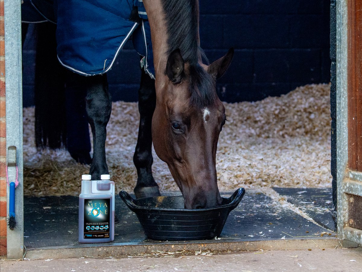 For those who compete, NAF Five Star Metazone is formulated to be competition safe with no withdrawal time. Metazone can be fed every day or as needed to keep your horse ‘in the zone’.