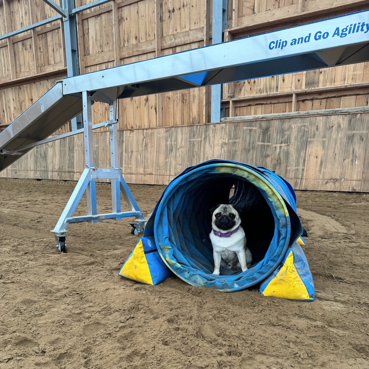 Pouring rain today so Mom and I played around in the dirt INSIDE 😈 ~ Lil C #pug #agilitypug #rainday