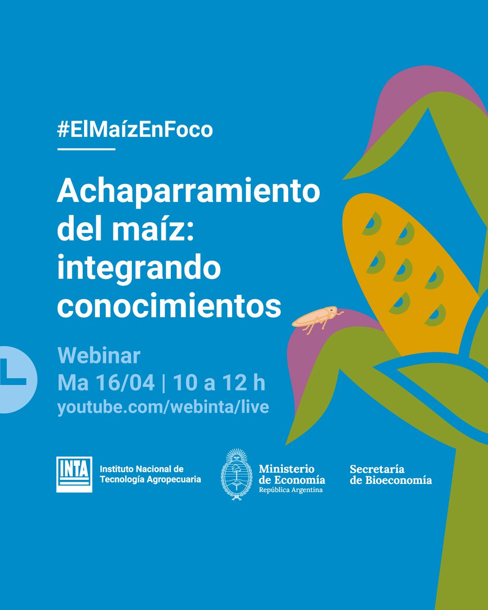 El INTA tratará todo lo relacionado a la chicharrita, el achaparramiento del maíz, el spiroplasma, la próxima campaña y demás yerbas... en este seminario virtual que integra a los máximos expertos y los conocimientos generados desde 1991.
Seguilo en vivo: bit.ly/4aseXml