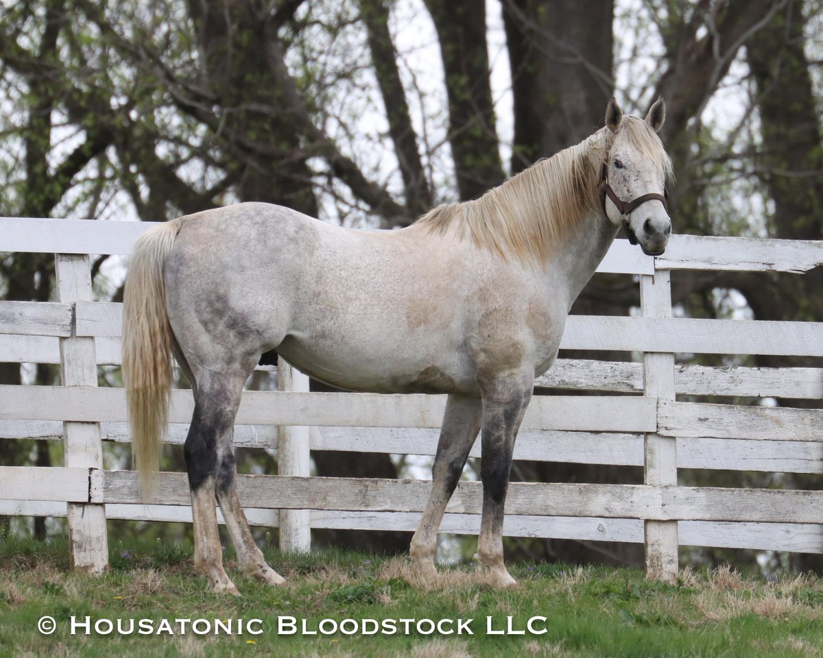 Blofeld this morning at Murmur Farm. His stats continue to improve - now from 56 runners he has 86% winners, 9% BTWs, 20% BT horses, 1.47 AEI vs. 1.13 CI, $90,239 avg earnings/runner, and $76,220 median earnings. Twenty of his 56 runners have earned six-figures. @MarylandTB