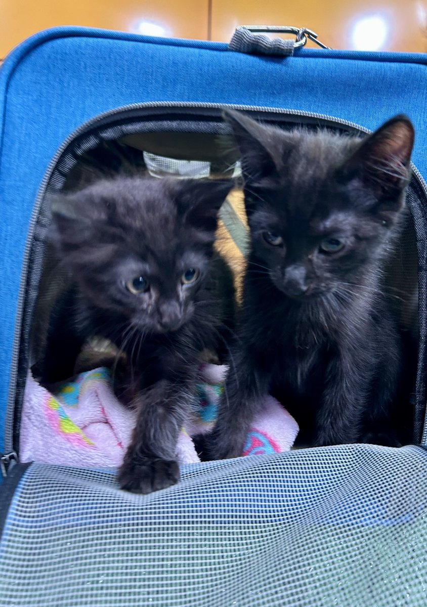 Krystle Long tweet media