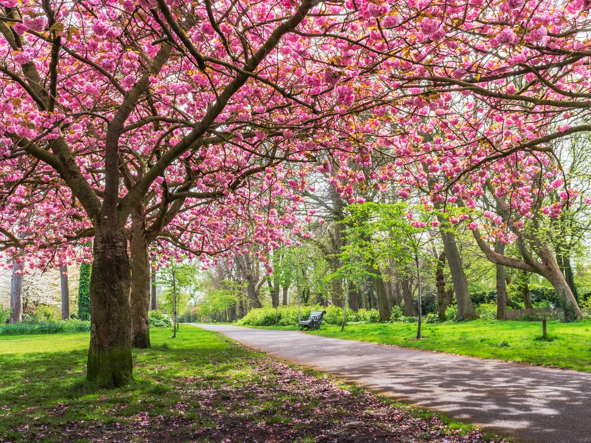 Another one of the cherry blossoms in Herbert Park this morning.