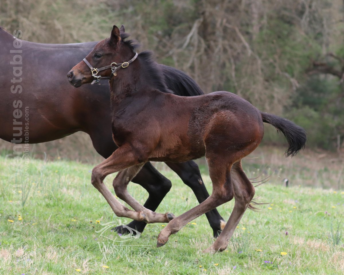 #MDBred colt from the last crop of @WinStarFarm's much-missed Paynter is the second foal from his BT dam Buff's In Love. @WasabiStables