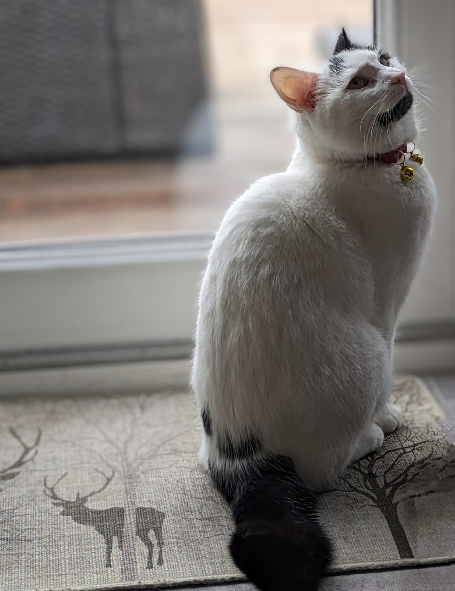 I want to go out... 

#CatsOfTwitter #CatsOfX #harlequincat #cats #amaturephotographer #googlepixel