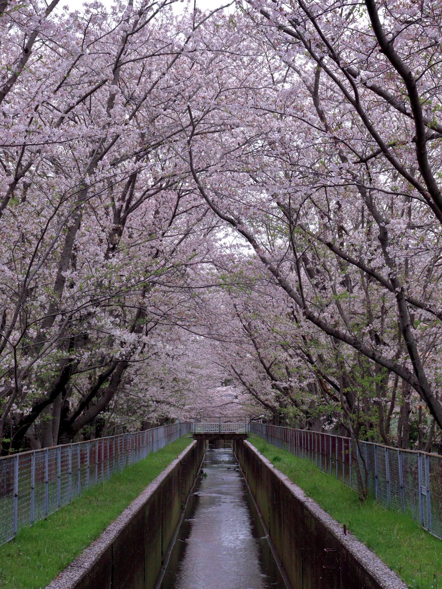 491枚目　団地街にひっそりと現れる桜のトンネル

#いばらきはいいぞ