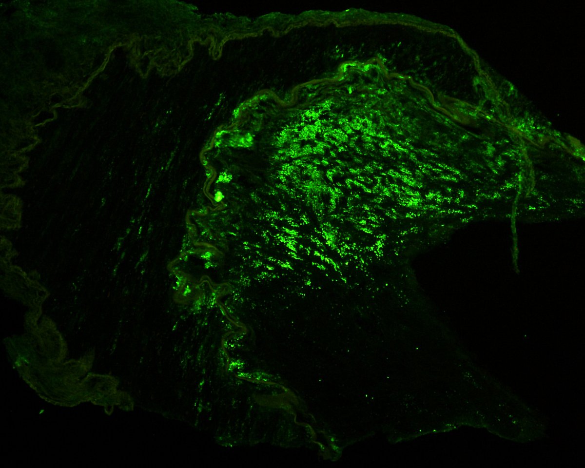 Bertrand Chauveau tweet media