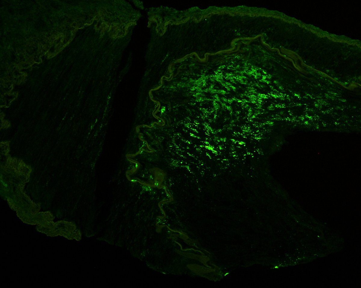 Bertrand Chauveau tweet media