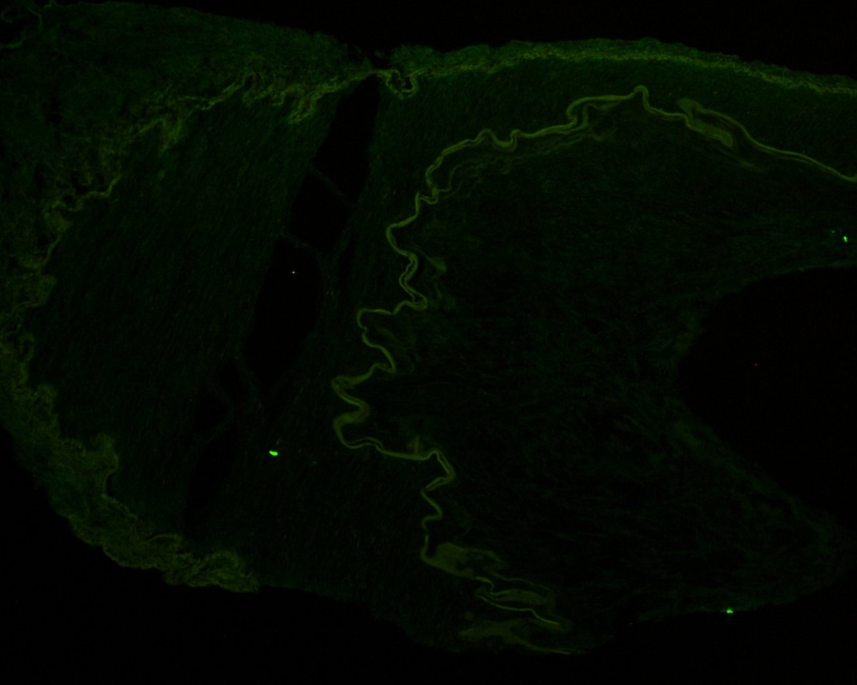 Bertrand Chauveau tweet media