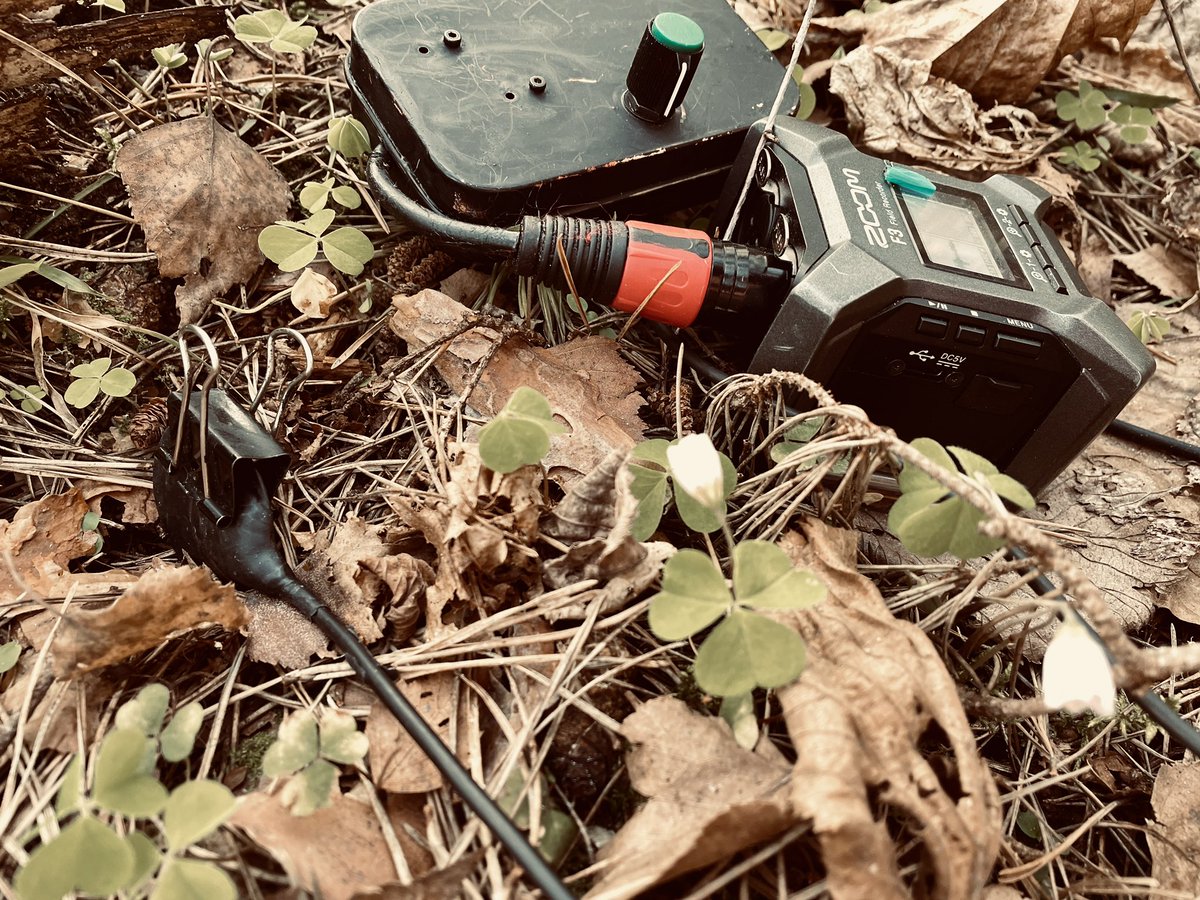 aporee.org/maps/work/?loc…
soil listening with probe microphone. some bug or larvae stridulating #fieldrecording #phonography #soil sound