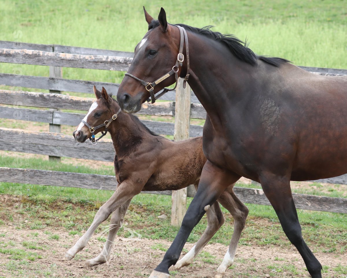 Monster #MDBred filly by @LanesEndFarms's veteran Candy Ride is the 1st foal from her American Pharoah dam American Thriller, from Michael Tabor's family of Thrilled, Excited, Spain, etc. @WasabiStallions