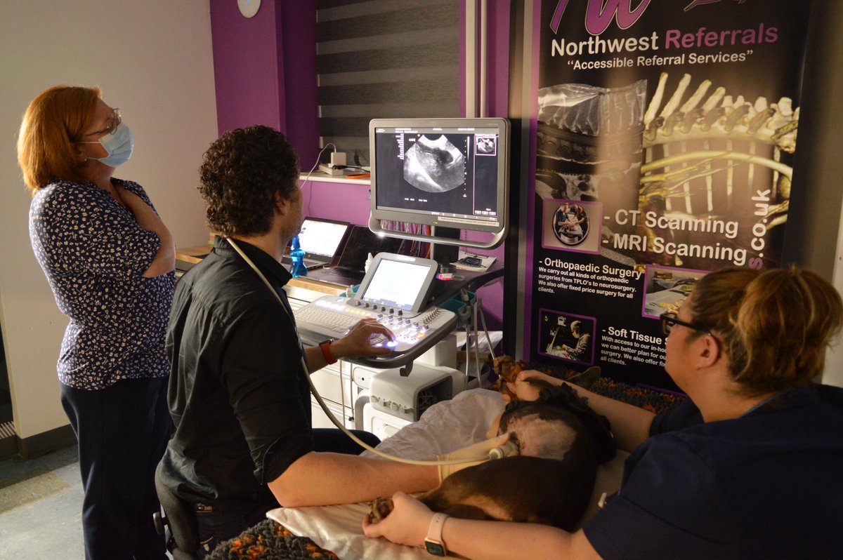 Do you like imaging? What to learn about MRI and CT? We have a position open at the moment for an imaging vet with and without experience. Contact careers@northwestreferrals.co.uk for more details. #vetjobs #vetimaging #ct #mri #xray #ultrasound