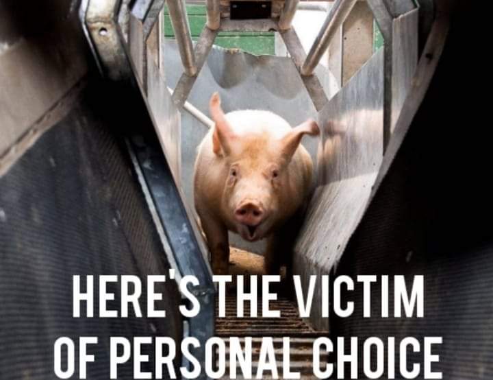 Your personal choice has a victim.

Ditch meat & dairy. Make better choices at the grocery store.

#plantbased #TryVegan #BanFactoryFarming #ItsNotFoodItsViolence #DitchDairy #Wakeup