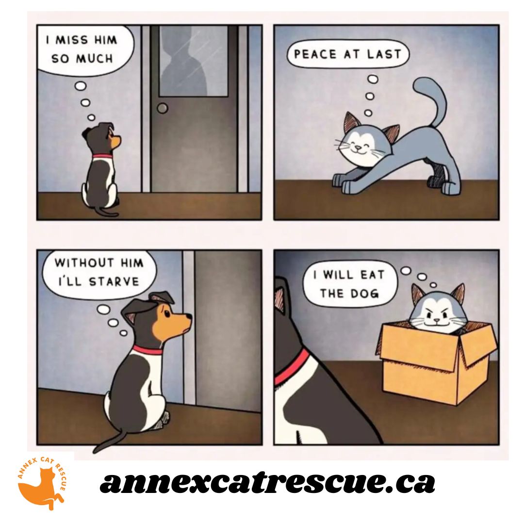 #adoptablecats #annexcatrescue #catvideos