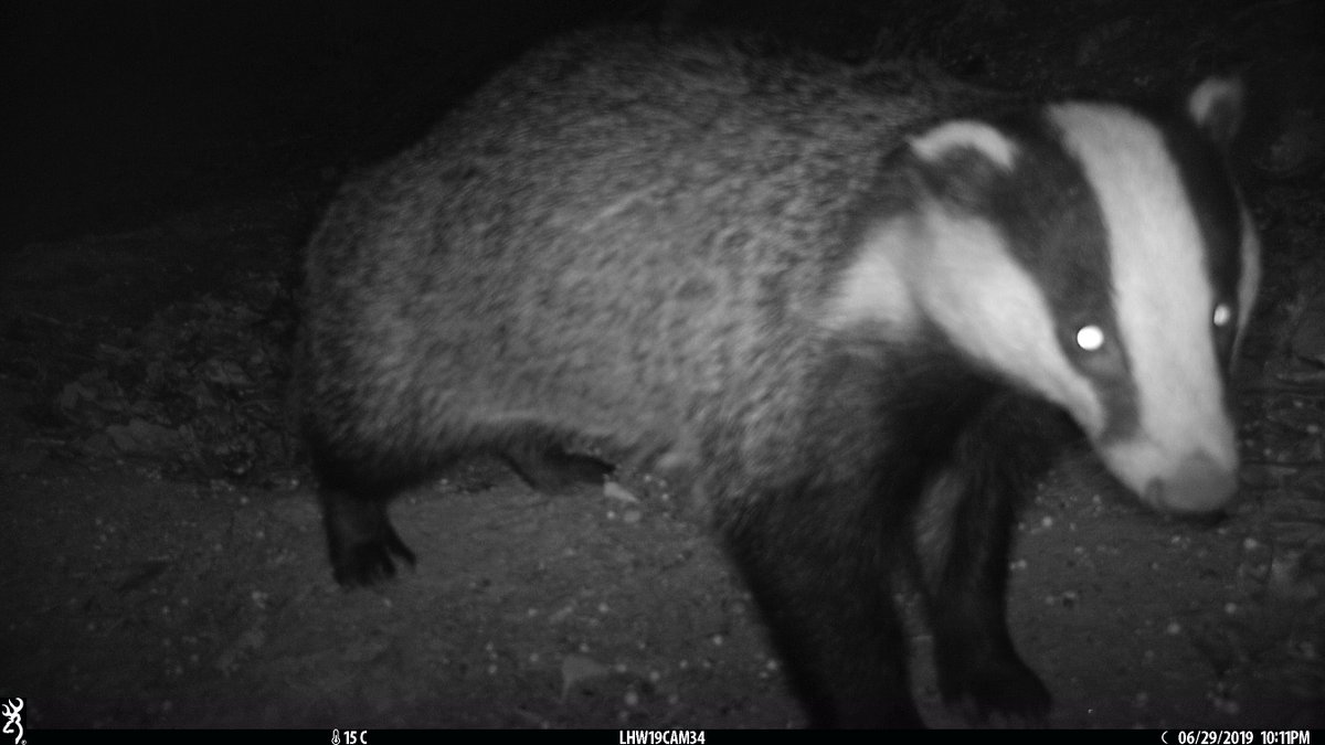 Based in Cornwall and looking for a way to gain some fieldwork experience / work with wildife? Come and support @OfficialZSL and @cornishbadgers with badger vaccination! zsl.org/support-us/vol…