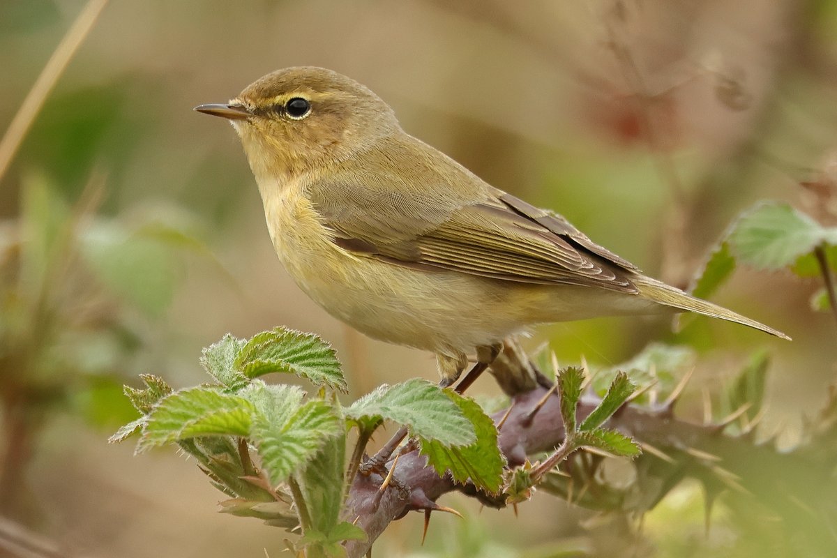 Chiffchaff,local patch today.