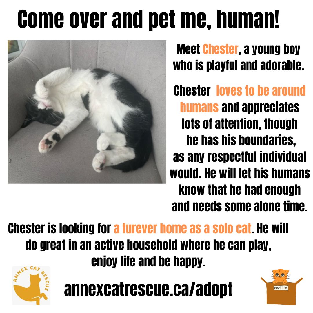 #adoptablecats #annexcatrescue #catvideos