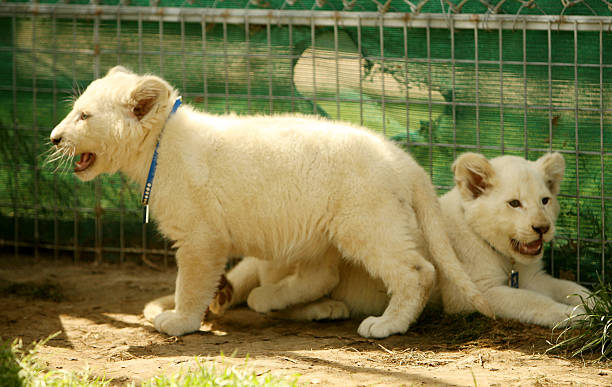 White Lion Cubs.