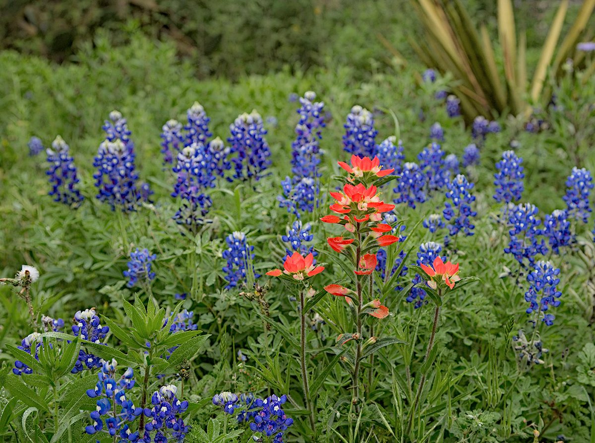 You ask me what I like about Texas It's bluebonnets and ...