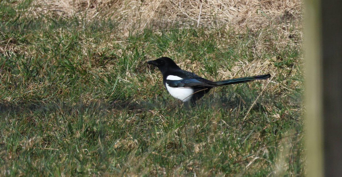 Fresh in on the SW's, Magpie is added to the house and @PatchBirding list. Still a very good bird this far north in the county, winds are a nightmare for it's tail #PWC2024 #patchgold #CaithnessBirds